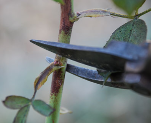 Pruning-roses-with-shears